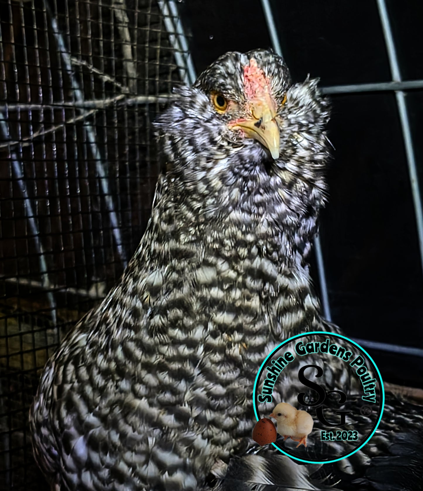 Cuckoo Ameraucanas - Straight run ONLY