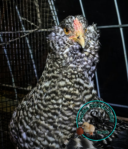 Cuckoo Ameraucanas - Straight run ONLY