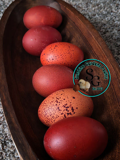 Shipping included: Black Tailed Red Marans - 12 Hatching Eggs*
