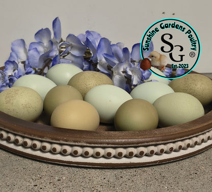 LOCAL PICK-UP Option: Christopher Lynn Rainbow Eggers (CLRE) - 12 Hatching Eggs*