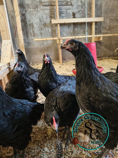 Australorp: Straight run ONLY