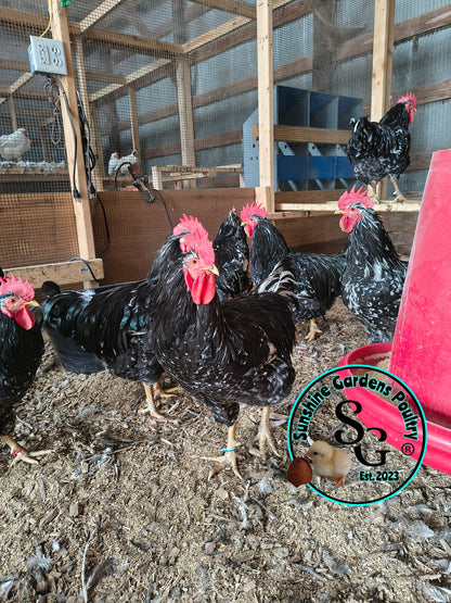 3/10/25 Mottled Java Cockerels