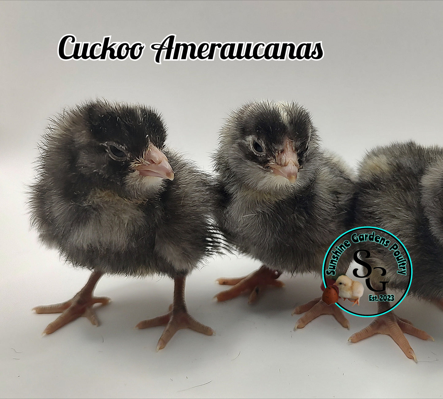 Cuckoo Ameraucanas - Straight run ONLY