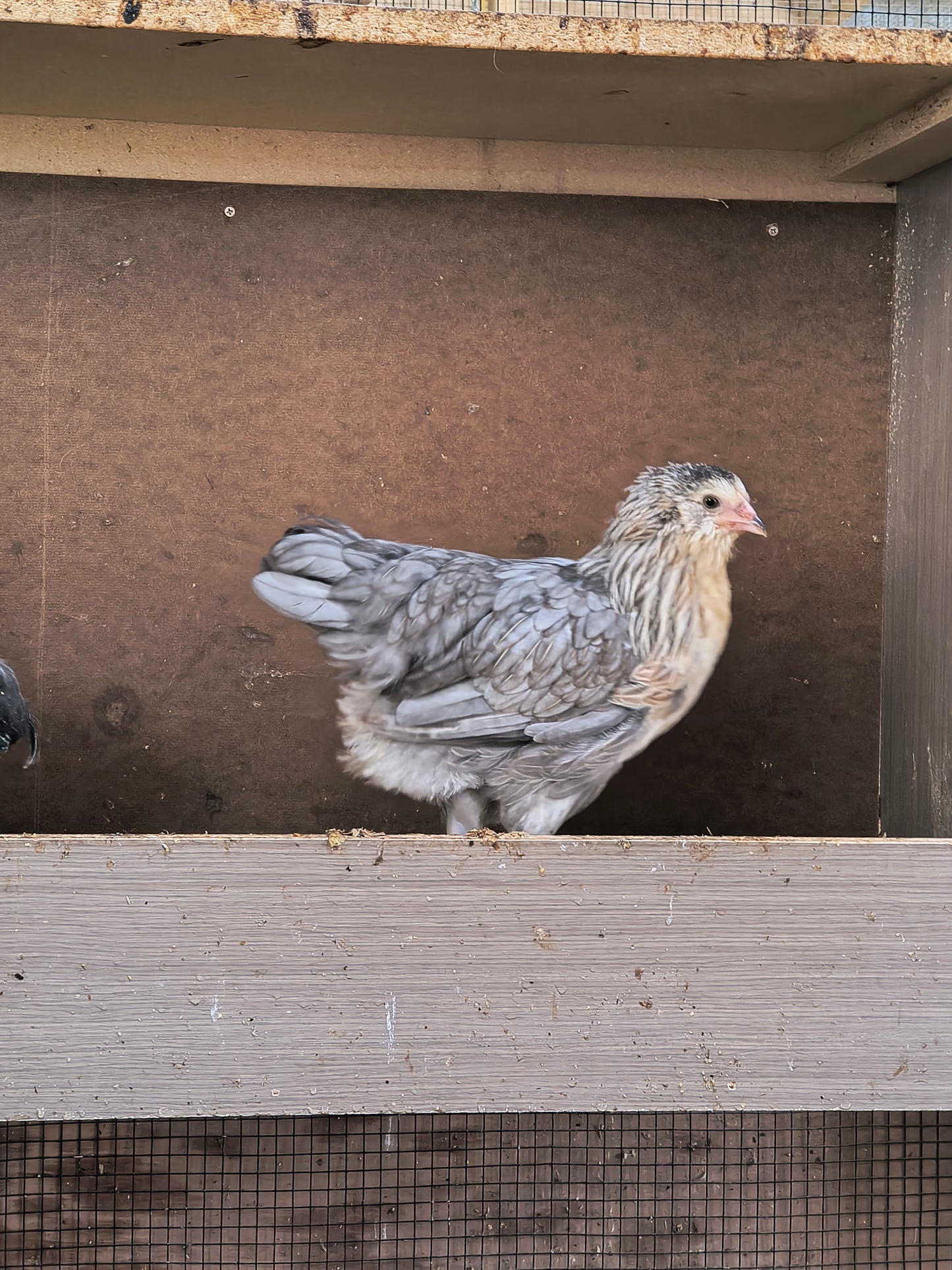 Blue Silver Ameraucana PAIR: 1 Male/ 1 Female - LOCAL PICK-UP ONLY