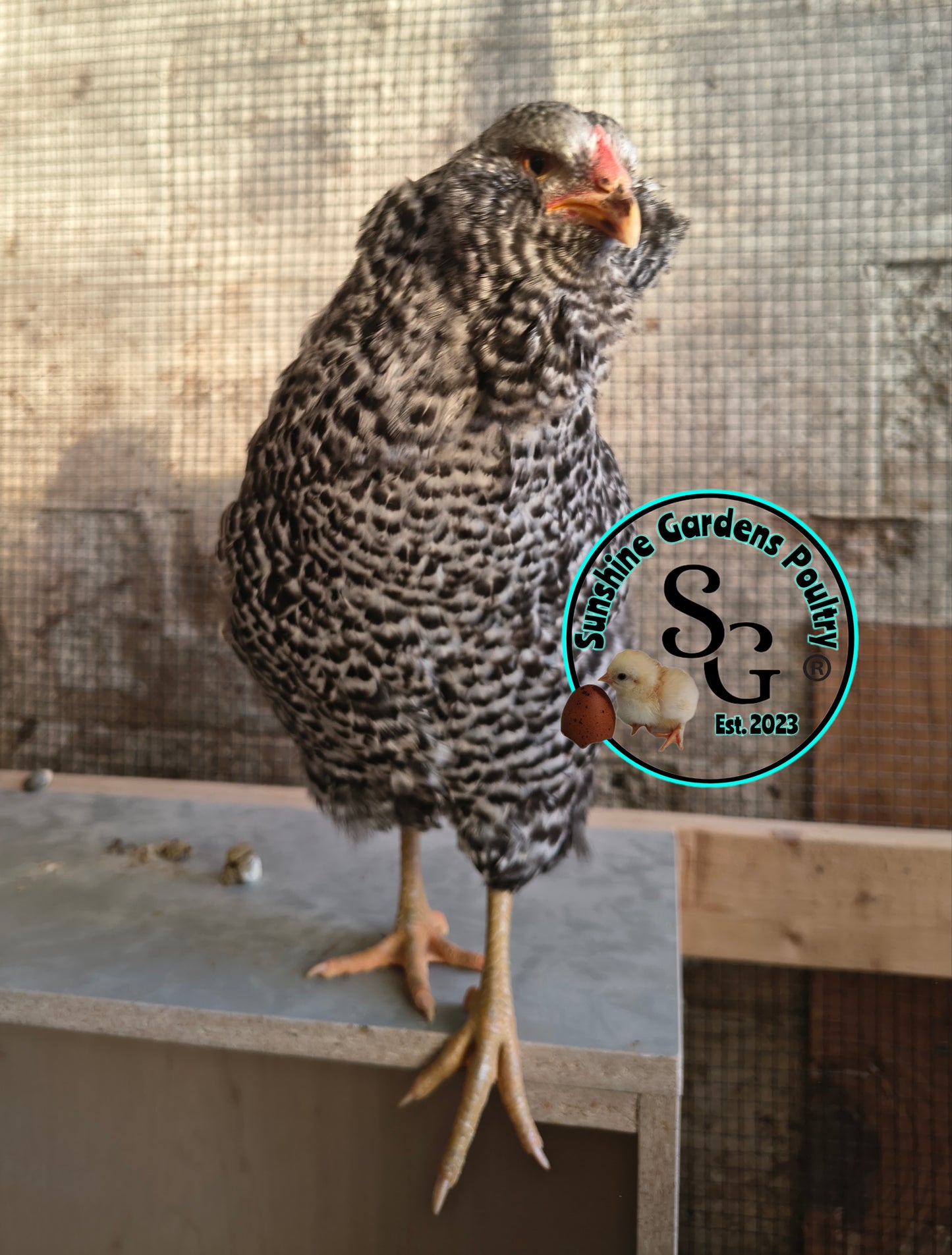 LOCAL PICK-UP Option: Christopher Lynn Rainbow Eggers (CLRE) - 12 Hatching Eggs*