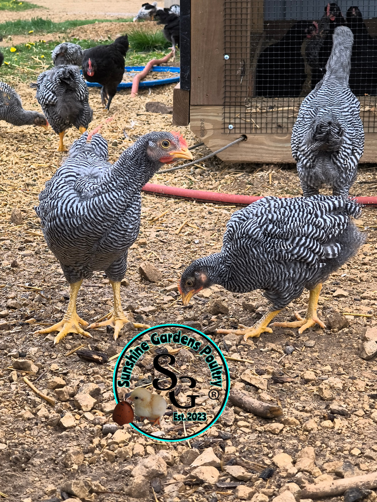 Heritage Plymouth Barred Rock - Straight run ONLY