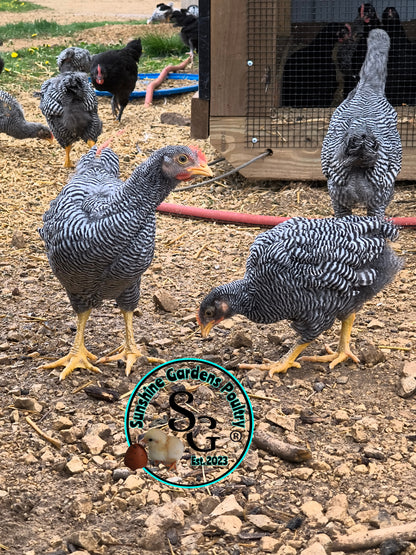 Heritage Plymouth Barred Rock - Straight run ONLY