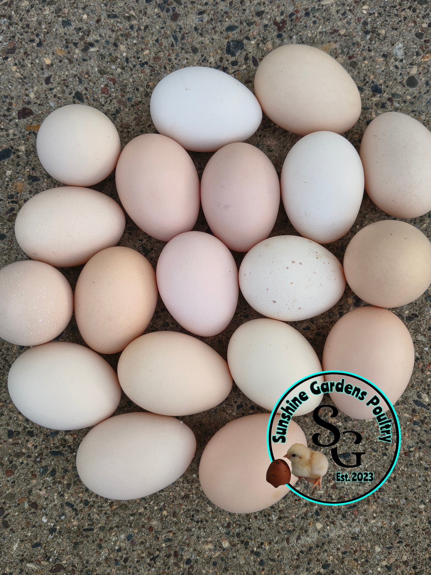 Rainbow Dozen - 12 Hatching Eggs*