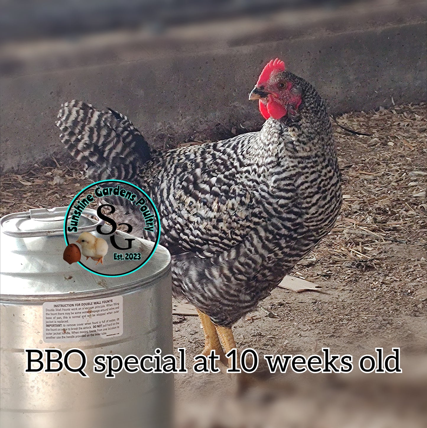 BBQ Special - Males ONLY