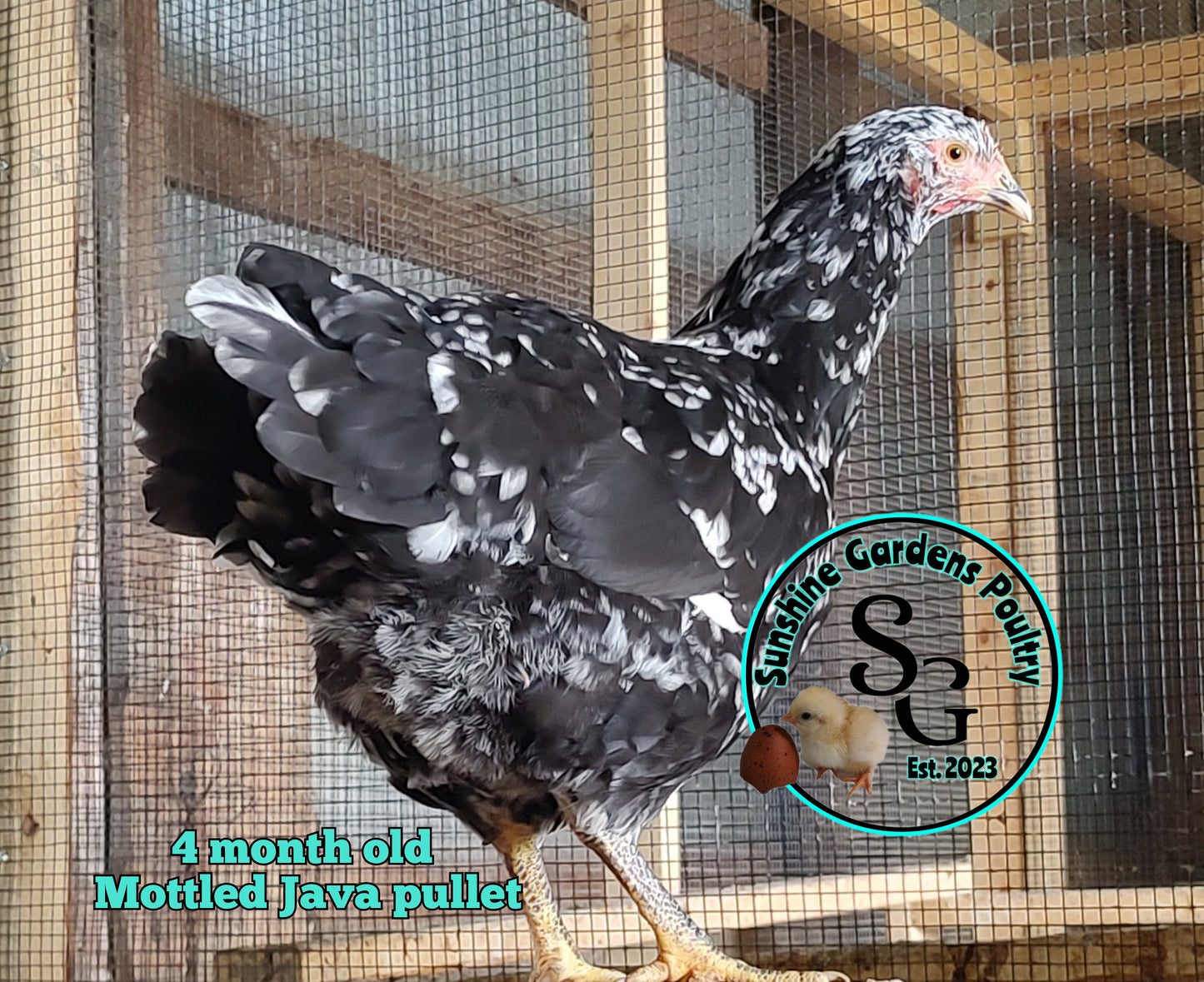 Mottled Java: 3-4 Months Old Pullet