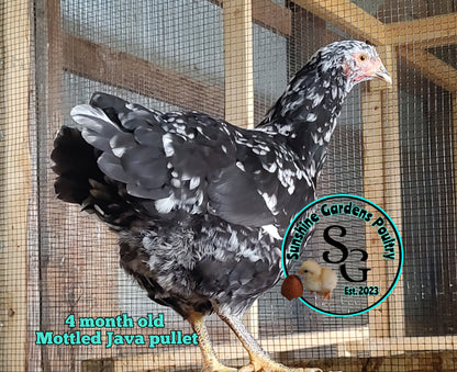 Mottled Java: 3-4 Months Old Pullet