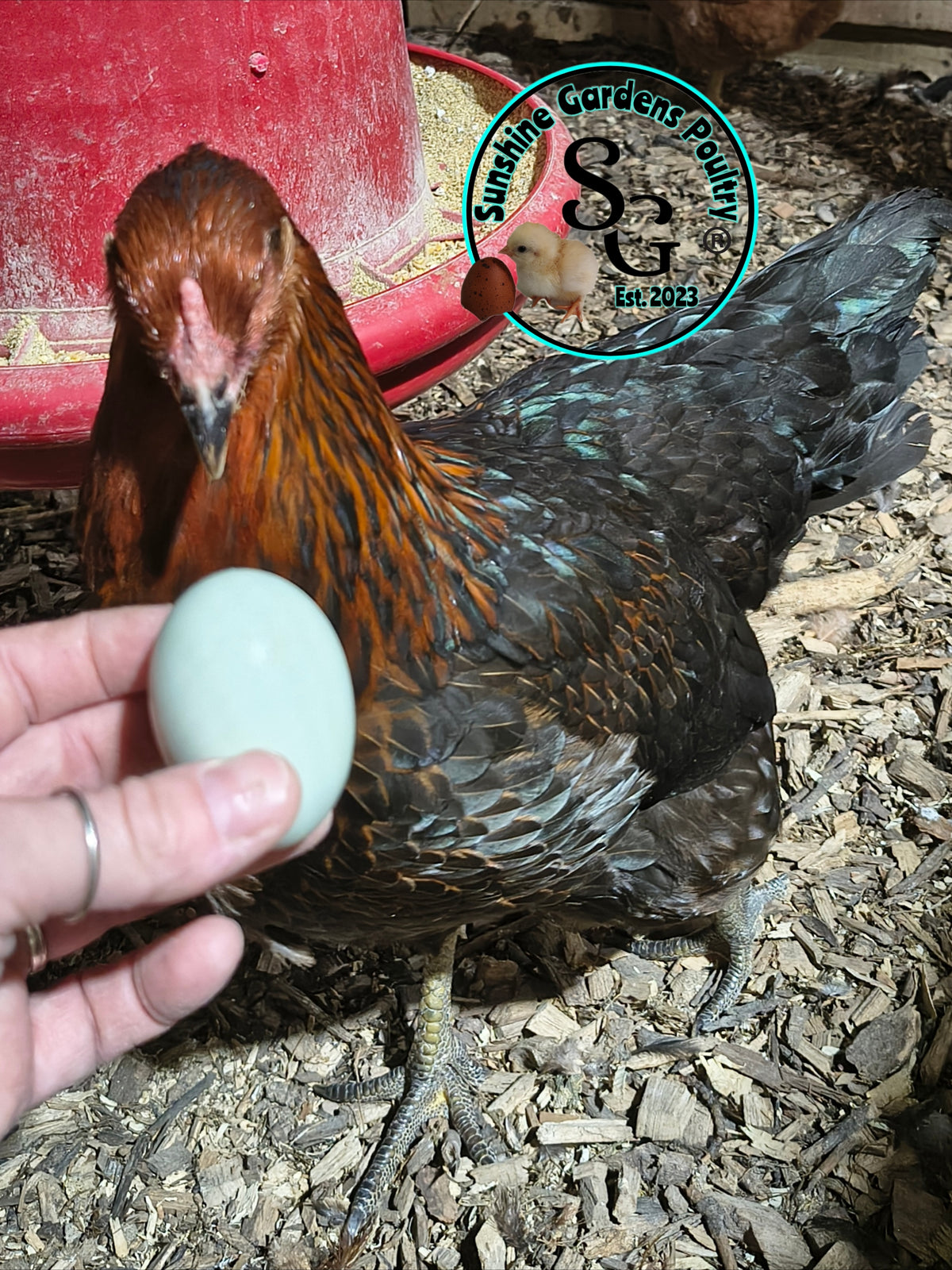 LOCAL PICK-UP Option: Christopher Lynn Rainbow Eggers (CLRE) - 12 Hatching Eggs*