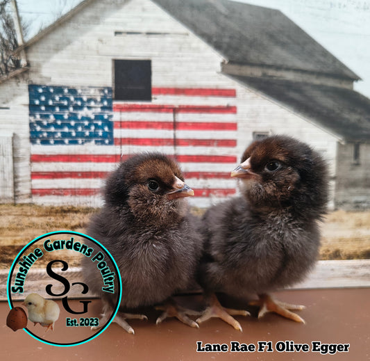 Lane Rae F1 Olive Eggers (LROE) - 12 Hatching Eggs*