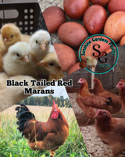 Black Tailed Red Marans (BTR) - Straight run ONLY*
