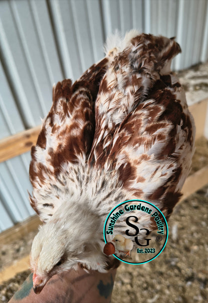 LOCAL PICK-UP Option: Christopher Lynn Rainbow Eggers (CLRE) - 12 Hatching Eggs*