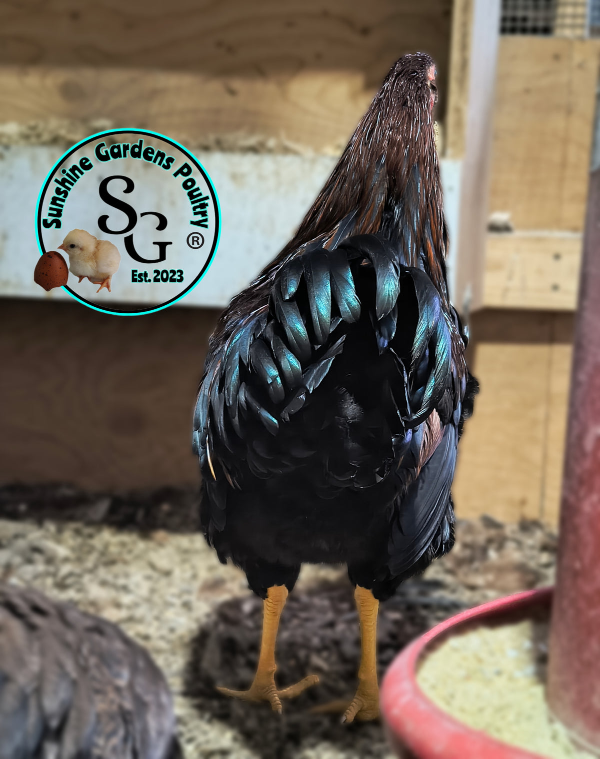 Partridge Chantecler - Straight run ONLY
