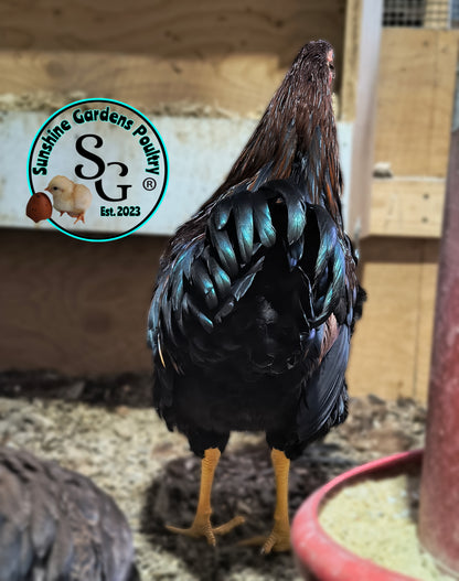 Partridge Chantecler - Straight run ONLY