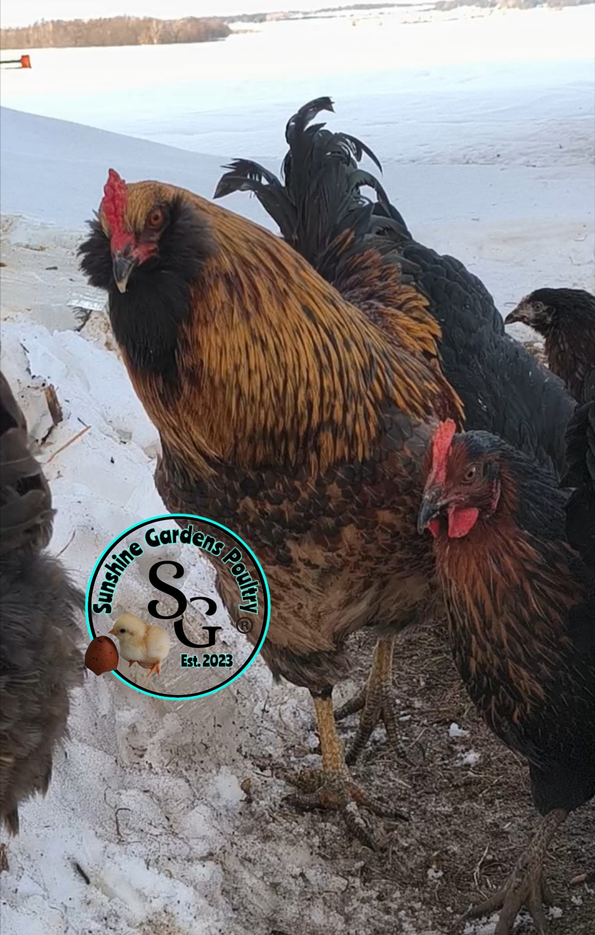 LOCAL PICK-UP Option: Christopher Lynn Rainbow Eggers (CLRE) - 12 Hatching Eggs*