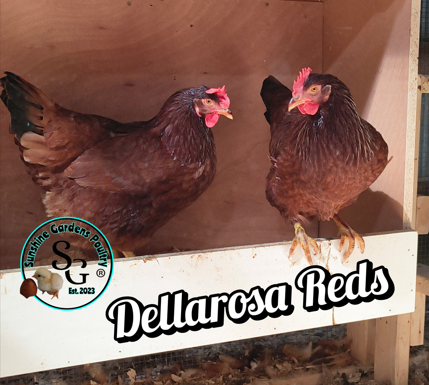 Dellarosa Reds: - Guaranteed FEMALE Chicks