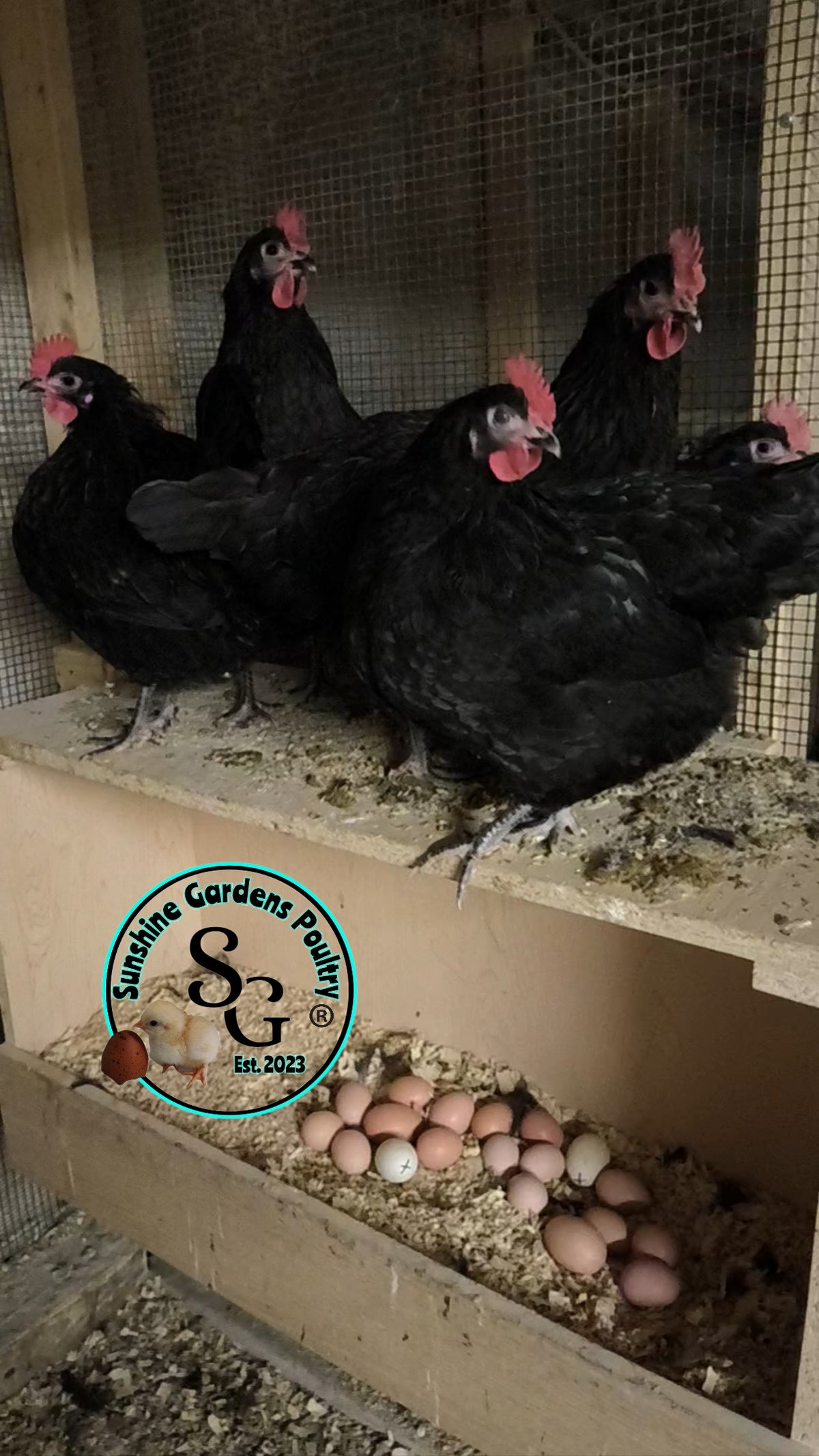Australorp: Straight run ONLY