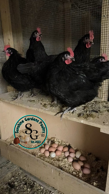 Australorp: Straight run ONLY