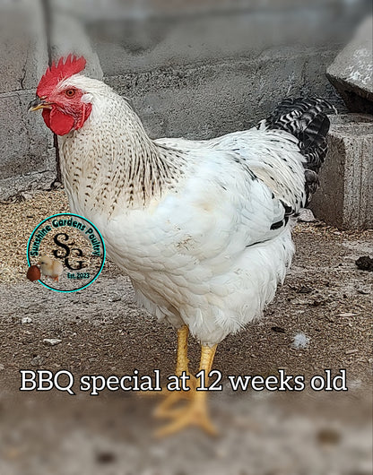 BBQ Special - Males ONLY