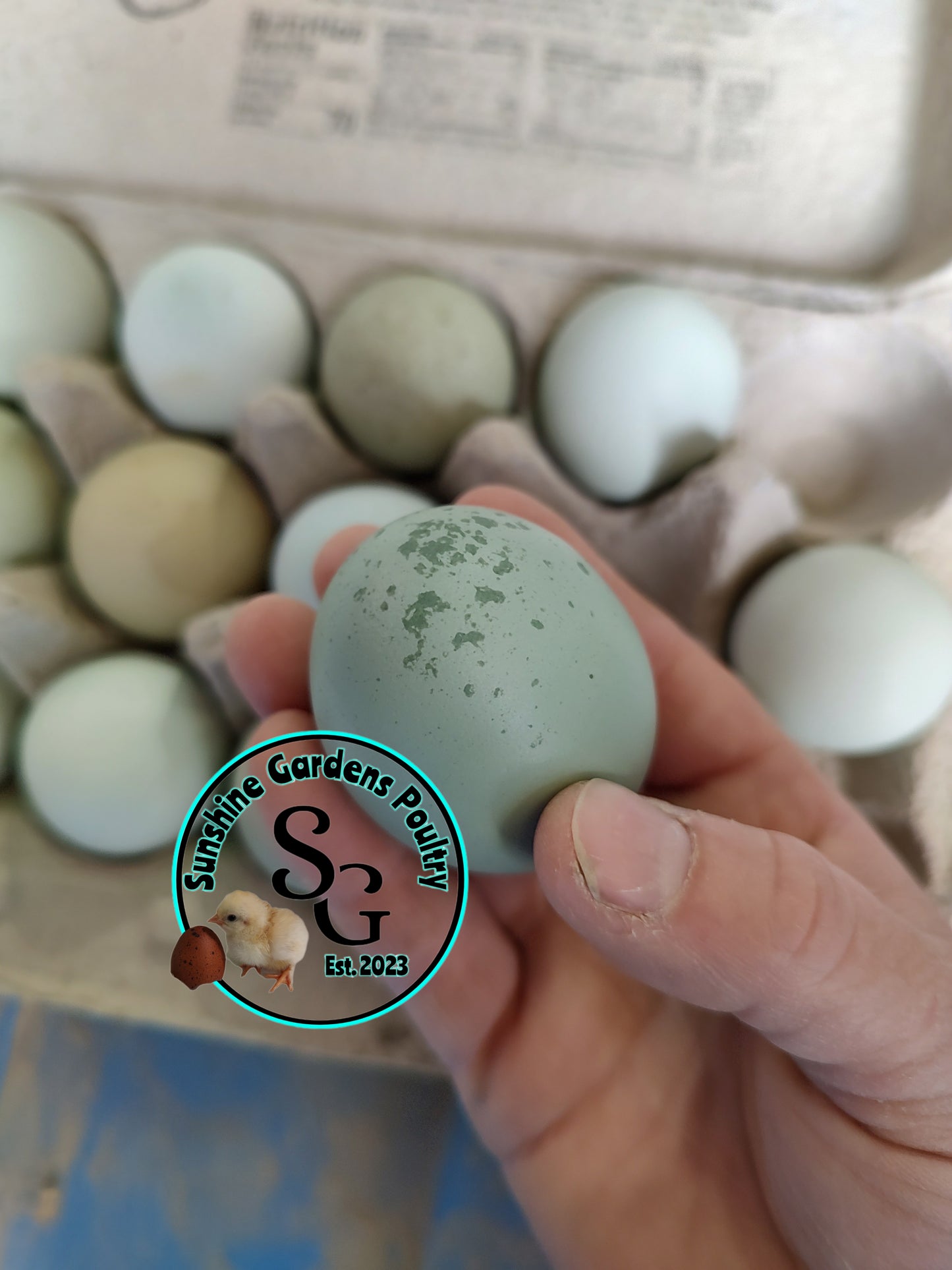 LOCAL PICK-UP Option: Christopher Lynn Rainbow Eggers (CLRE) - 12 Hatching Eggs*