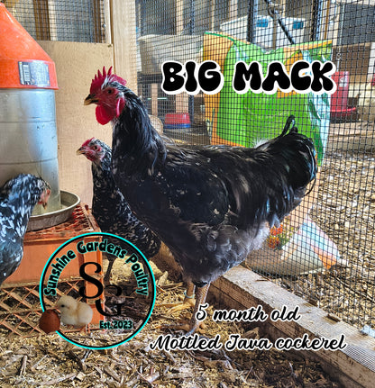 Shipping included: Mottled Java - 12 Hatching Eggs*
