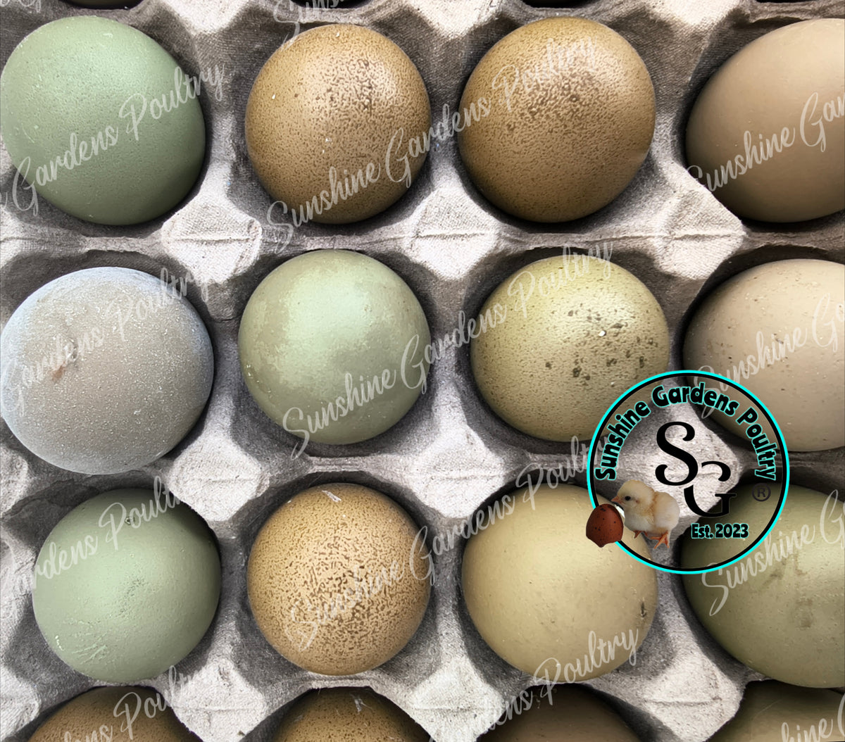 LOCAL PICK-UP Option: Christopher Lynn Rainbow Eggers (CLRE) - 12 Hatching Eggs*