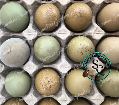 LOCAL PICK-UP Option: Christopher Lynn Rainbow Eggers (CLRE) - 12 Hatching Eggs*