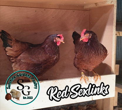 Dellarosa Reds: Pullet 6-8 weeks old
