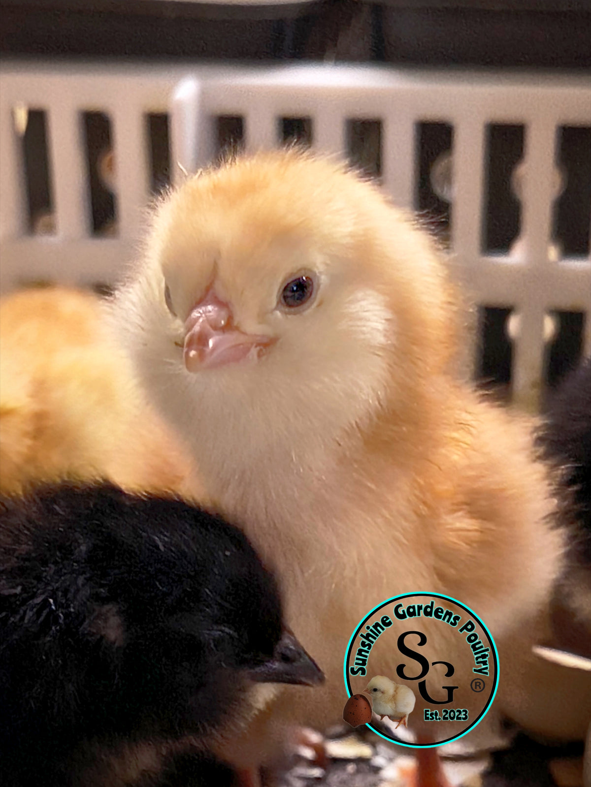 LOCAL PICK-UP Option: Christopher Lynn Rainbow Eggers (CLRE) - 12 Hatching Eggs*