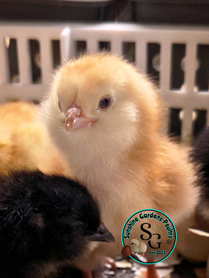 LOCAL PICK-UP Option: Christopher Lynn Rainbow Eggers (CLRE) - 12 Hatching Eggs*