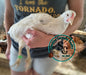 Delaware Pullet: 9-12 weeks old
