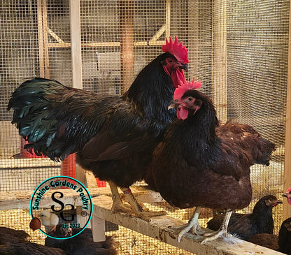 LOCAL PICK-UP Option: Heritage Rhode Island Reds - 6 Hatching Eggs*