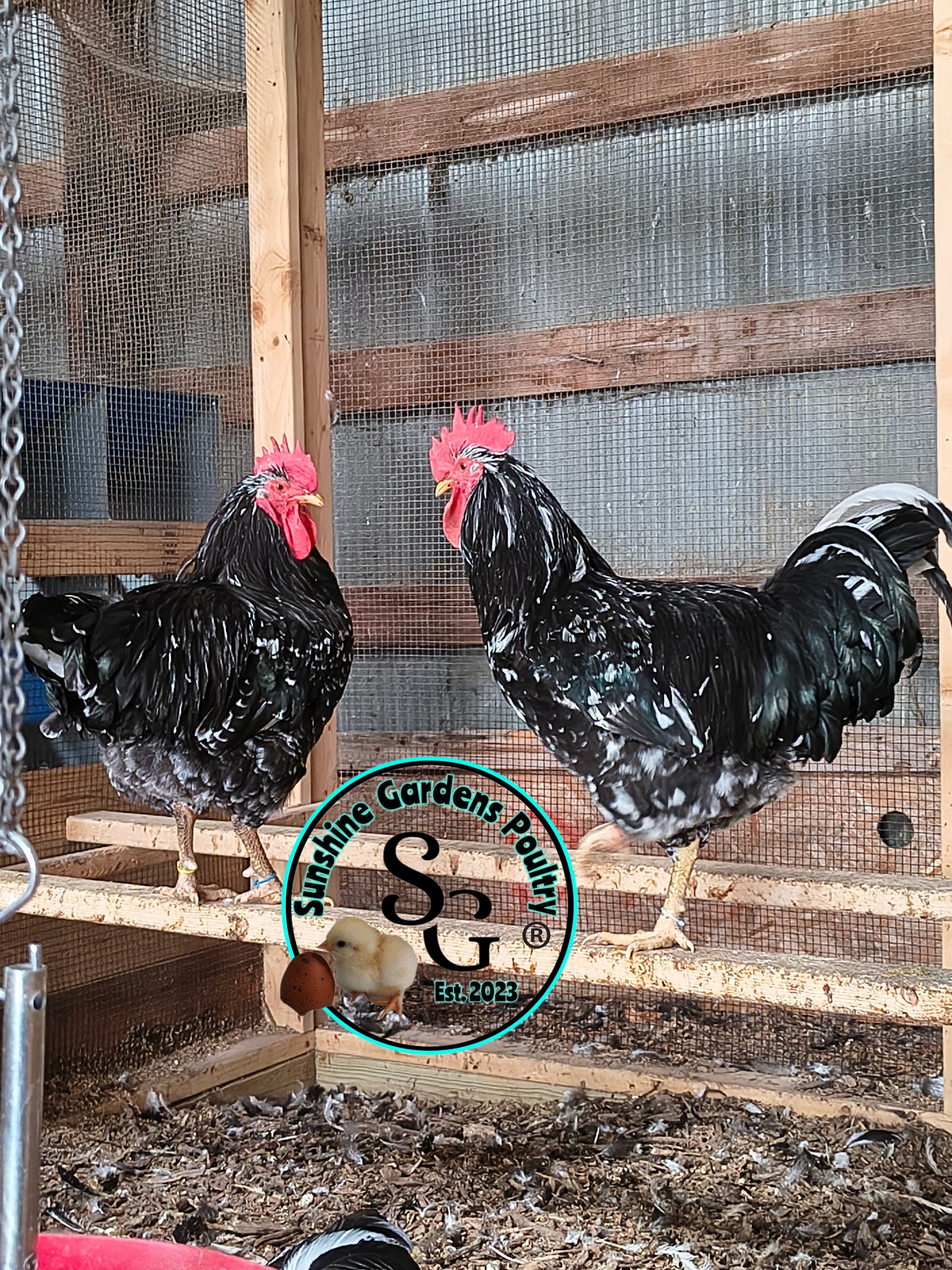 3/10/25 Mottled Java Cockerels