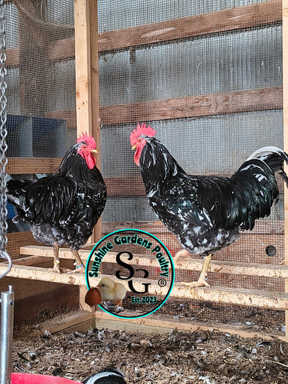 3/10/25 Mottled Java Cockerels