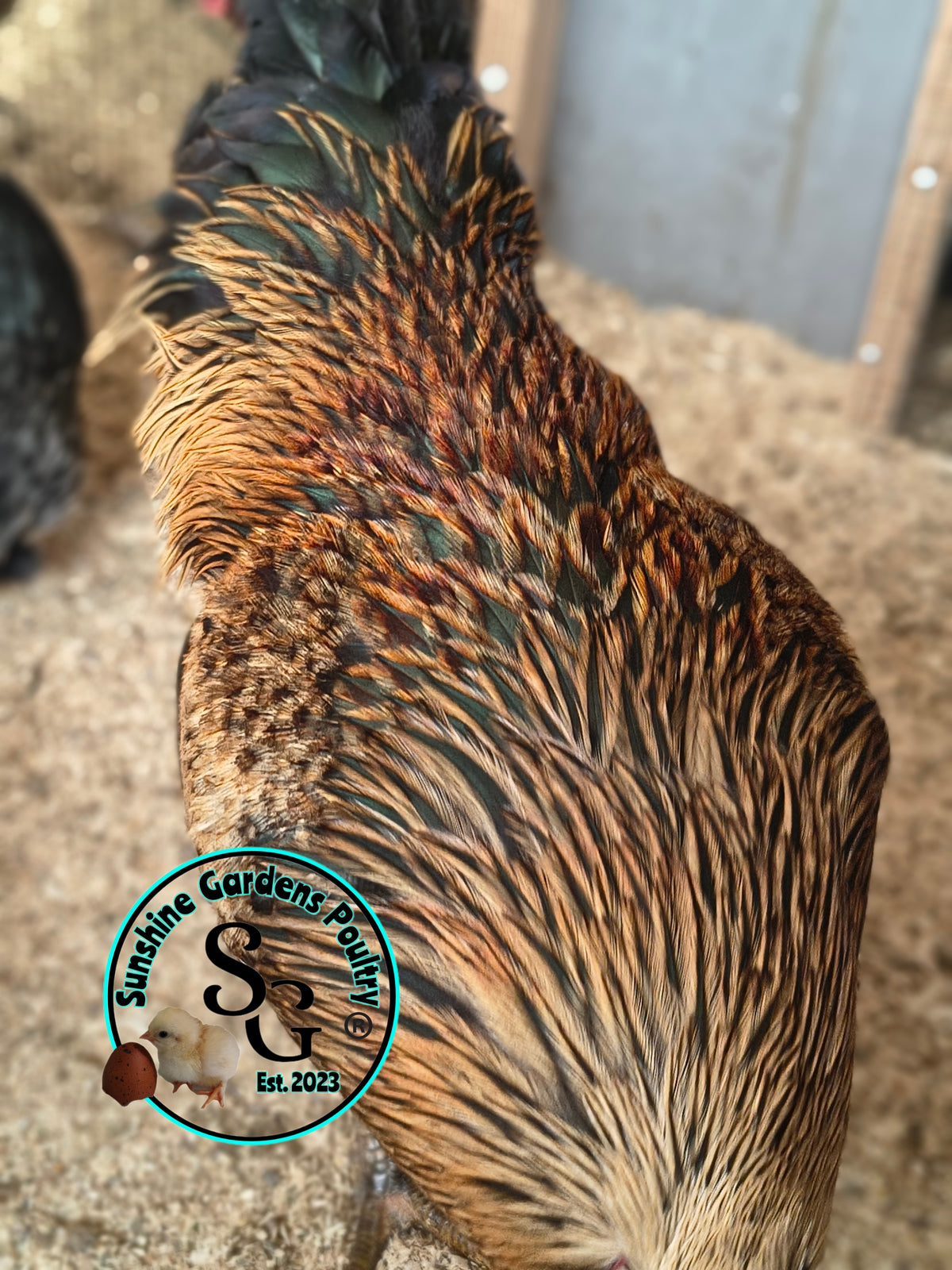 LOCAL PICK-UP Option: Christopher Lynn Rainbow Eggers (CLRE) - 12 Hatching Eggs*