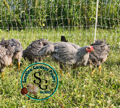 Heritage Plymouth Barred Rock - Straight run ONLY