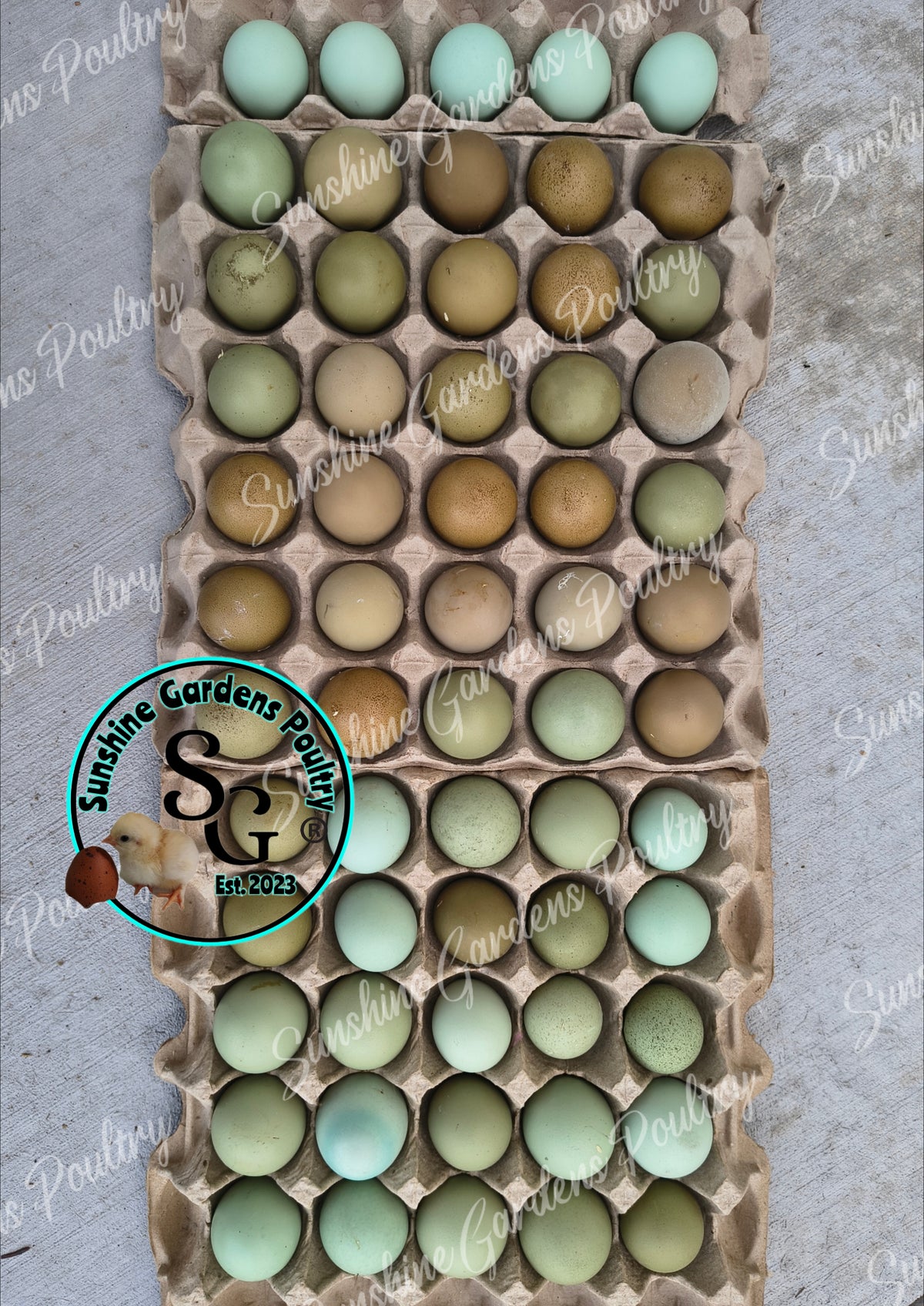 LOCAL PICK-UP Option: Christopher Lynn Rainbow Eggers (CLRE) - 12 Hatching Eggs*