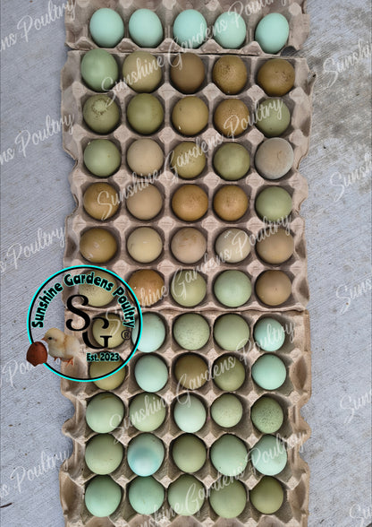 LOCAL PICK-UP Option: Christopher Lynn Rainbow Eggers (CLRE) - 12 Hatching Eggs*