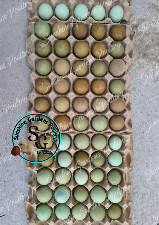 LOCAL PICK-UP Option: Christopher Lynn Rainbow Eggers (CLRE) - 12 Hatching Eggs*