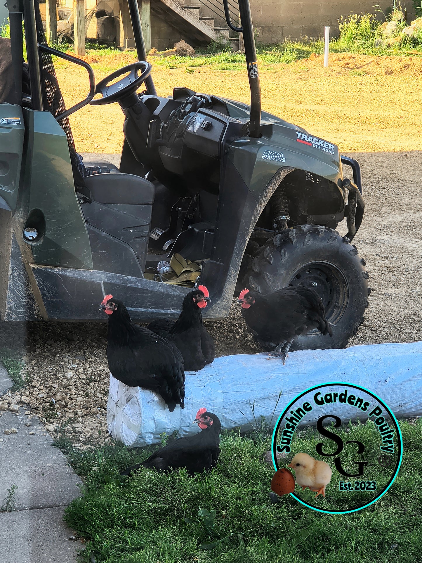 Australorp: Straight run ONLY