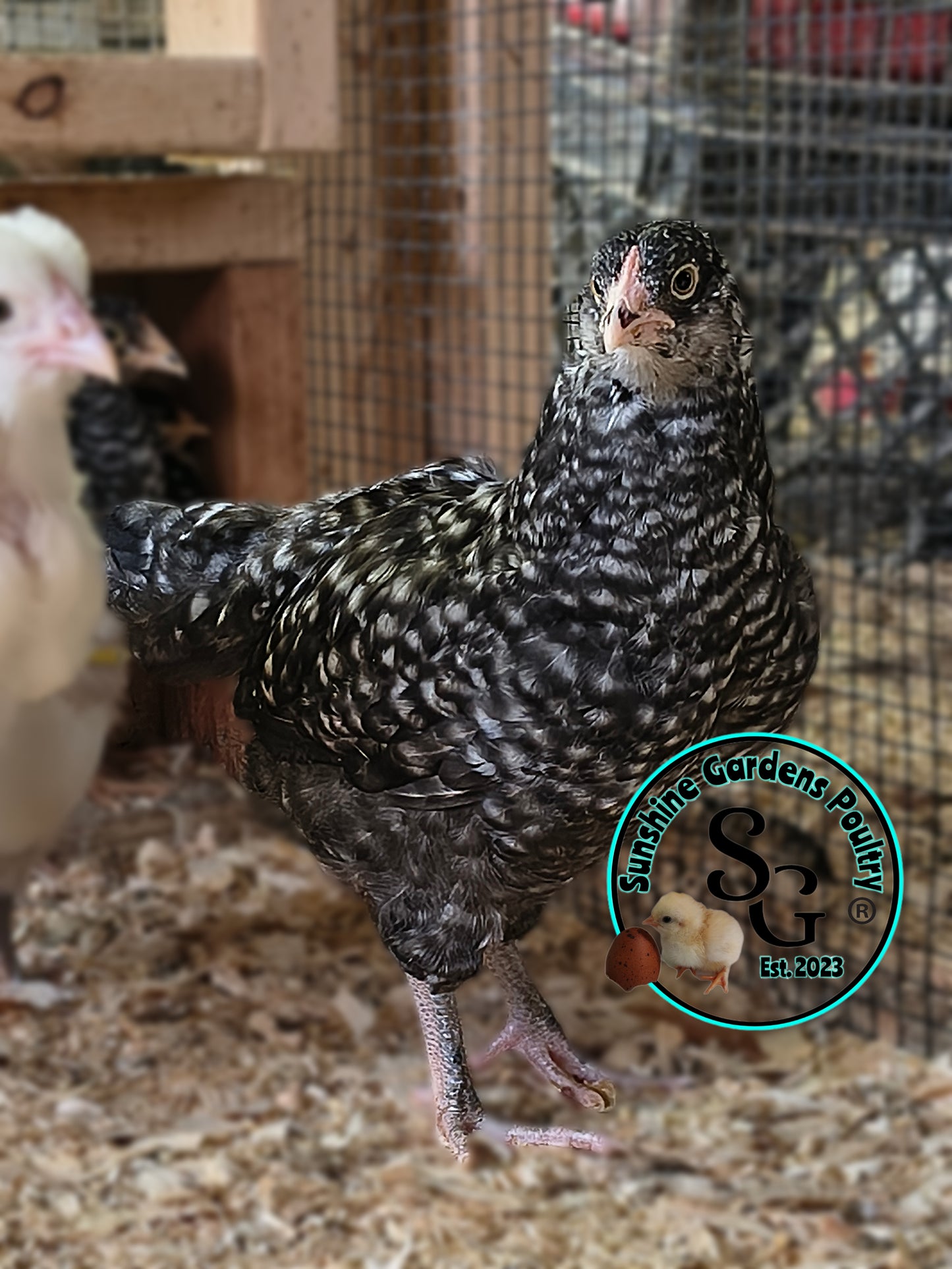Cuckoo Ameraucanas - Straight run ONLY