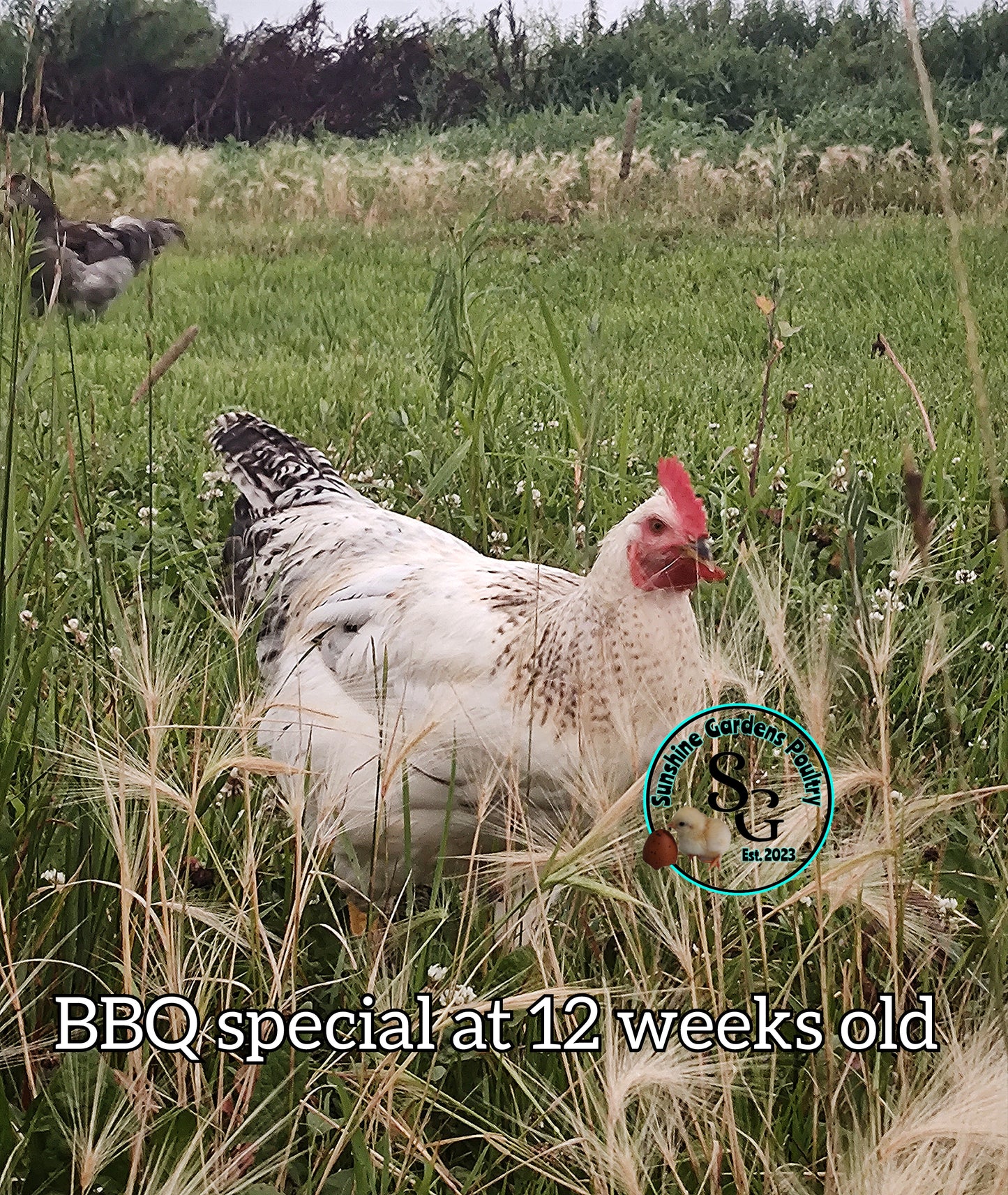 BBQ Special - Males ONLY