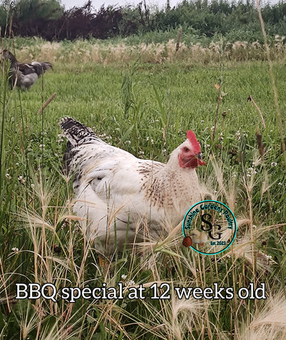 BBQ Special - Males ONLY