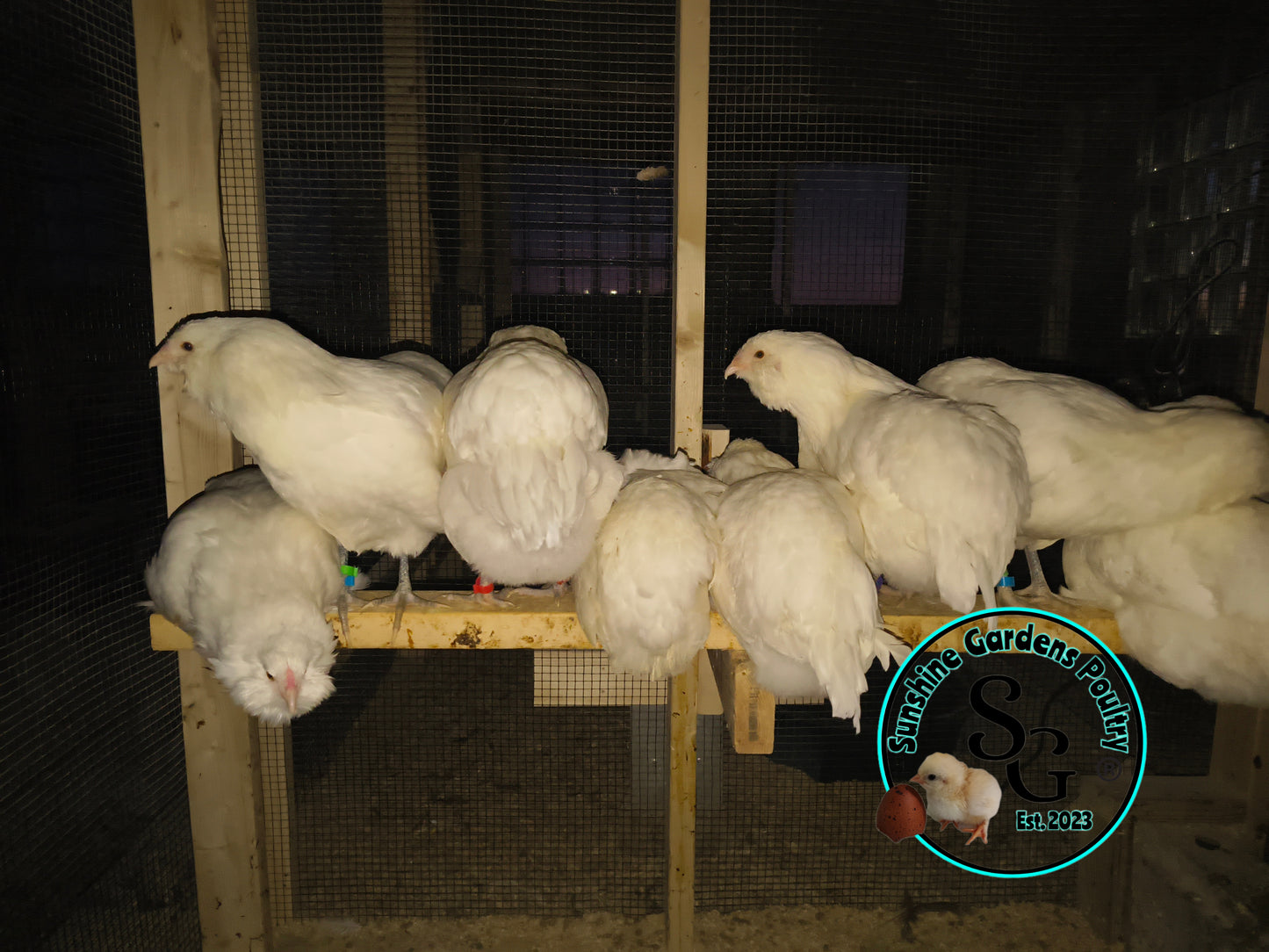 White Ameraucanas - Straight Run ONLY