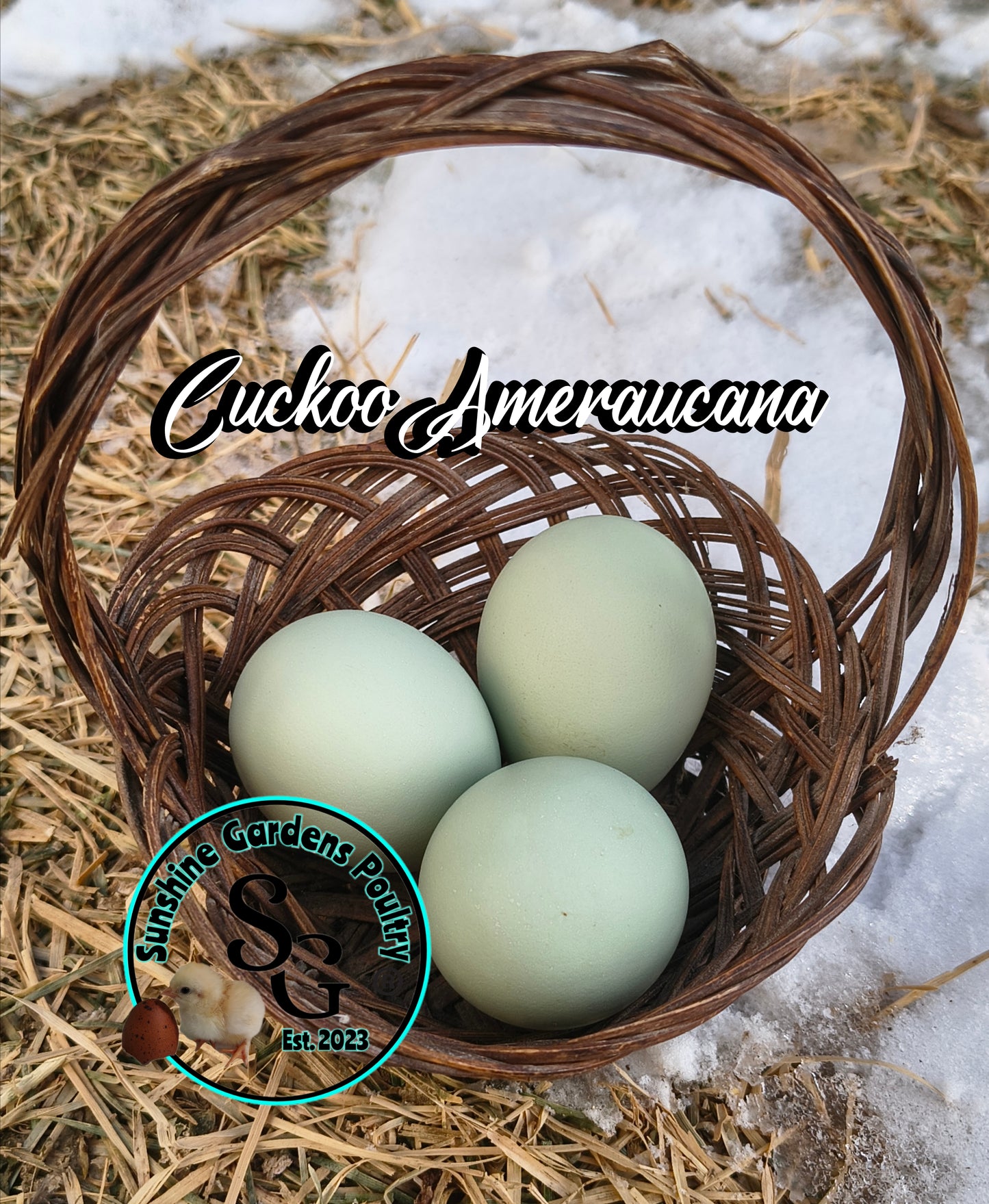 Cuckoo Ameraucanas - Straight run ONLY