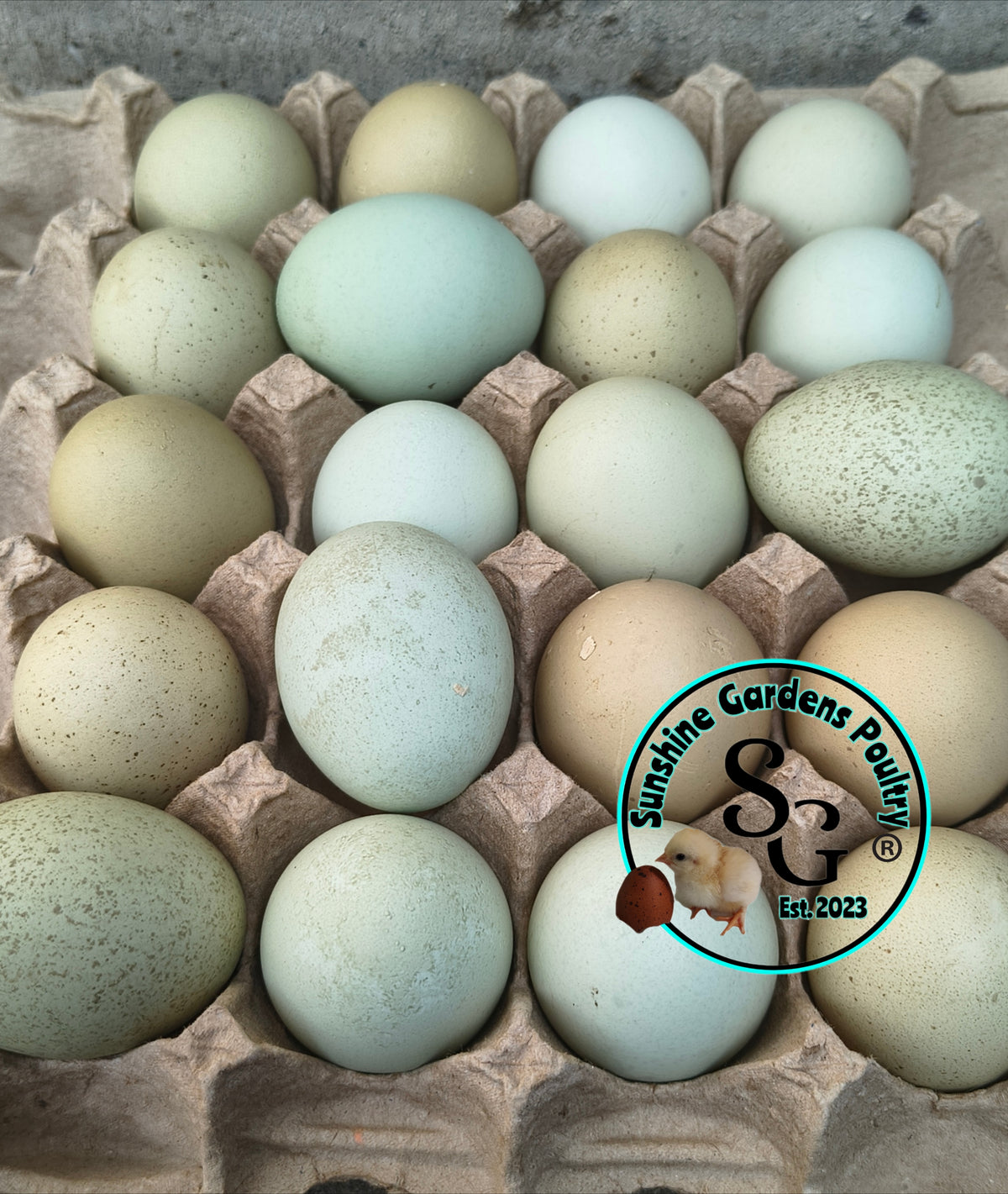 LOCAL PICK-UP Option: Christopher Lynn Rainbow Eggers (CLRE) - 12 Hatching Eggs*