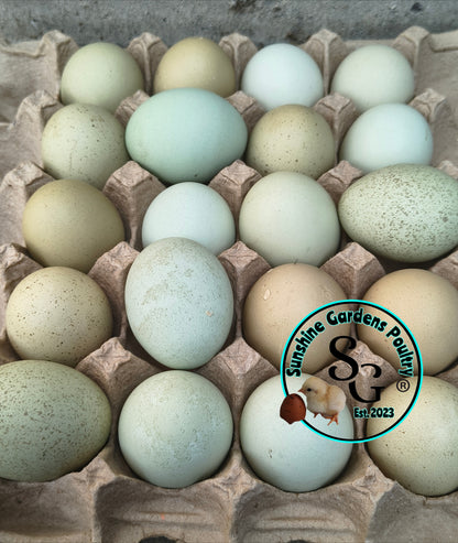 LOCAL PICK-UP Option: Christopher Lynn Rainbow Eggers (CLRE) - 12 Hatching Eggs*